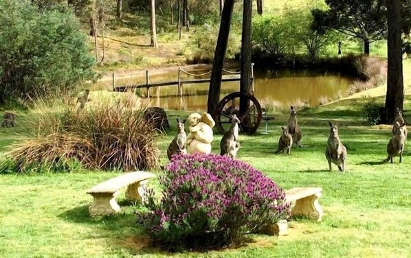 Peaceful outlook angel water outlet with visiting kangaroos and dam with jetty