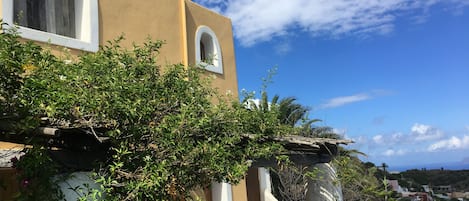 Guest house with Jacaranda tree