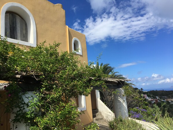 Guest house with Jacaranda tree