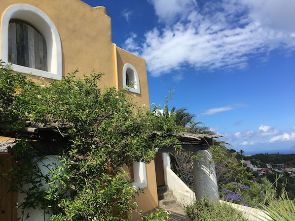 Guest house with Jacaranda tree