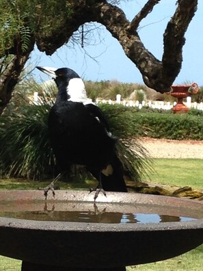 Magpie enjoying the birdbath in front of the cottage.