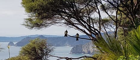 2 in the Bush ~ Kereru roosting in their favourite spot!