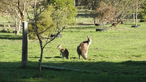 Kangaroos on the back block