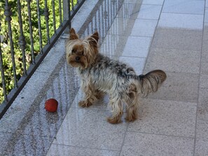 Animaux de compagnie acceptés