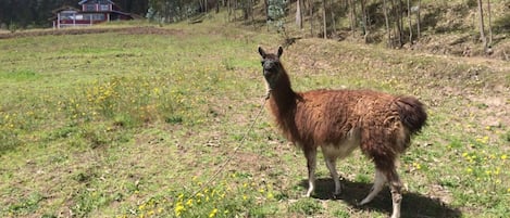 Parco della struttura