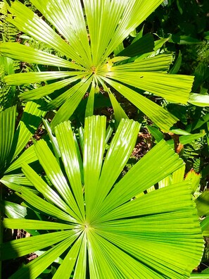 Daintree fan palm