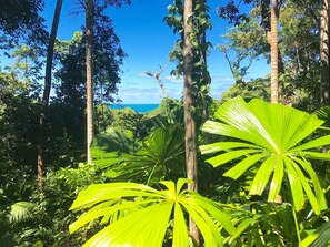 Daintree Magic, where the Rainforest meets the Reef