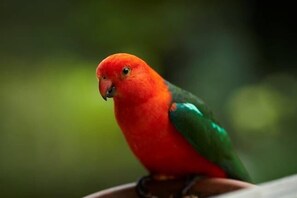 wildlife on back deck - King Parrot