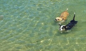 Cuate and Guadalupe swimming at the Pocitas