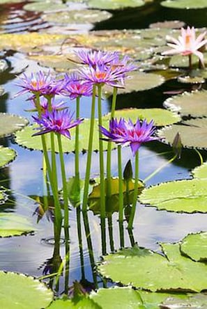 Water lily to welcome You ....