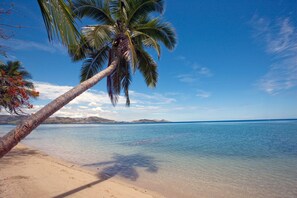 Coconut palmed views