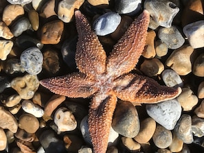 Star fish on the beach