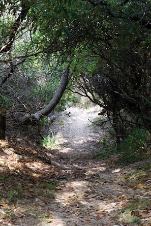 Your private track to the beach. Only 100 steps from house to beach.