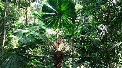 Hibiscus Cottage - rainforest with private creek