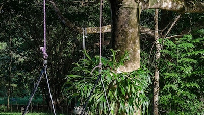 Hibiscus Cottage - rainforest with private creek