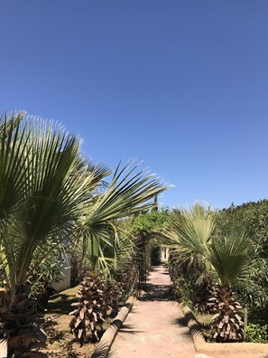 L'entrée avec l'allée de palmier, ambiance tropicale