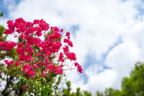 A bougainvillea at the villa's garden