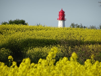 Holidays on the Baltic Sea under thatch with a lot of comfort; WLAN free, 2 Smart TV, ....