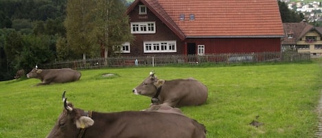 Ferienhaus Sunnemätteli