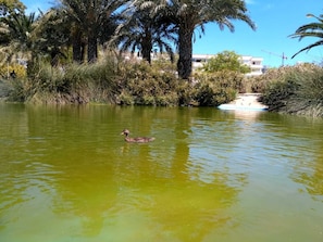 Lake