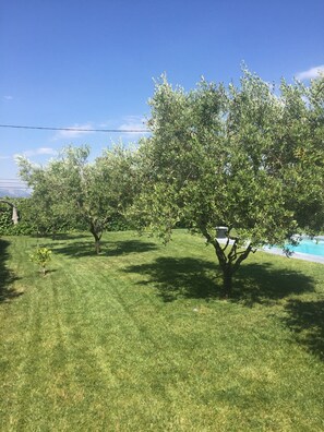 the garden