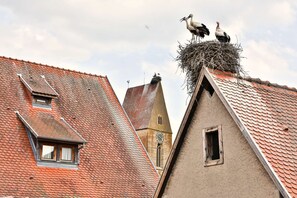 Depuis votre chambre, vous pourrez contempler les nombreux nids de cigogne sur les toits du village.