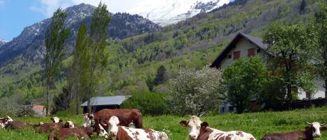 Visite de la ferme à côté de l’appartement 