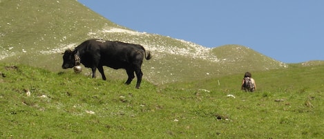 les belles vaches suisse