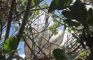 storks