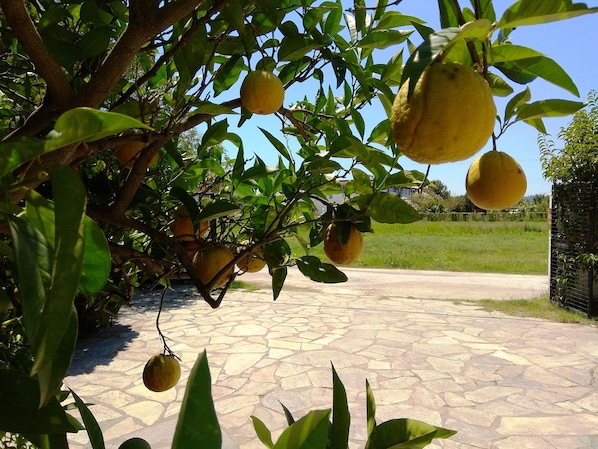 Terrenos do alojamento