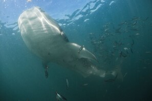 Whale Shark feeding