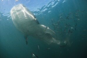 Whale Shark feeding