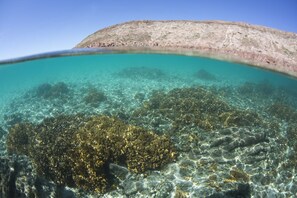 Beautiful above and below the water