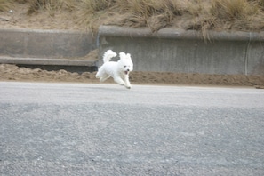 Promenade great for you dog to enjoy the freedom safe from cars etc