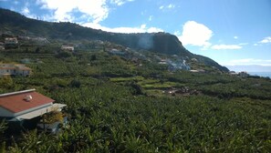 View over plantation