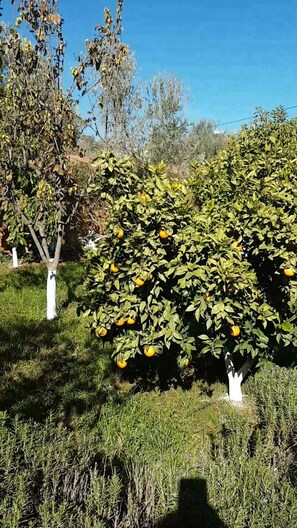 Terrenos do alojamento