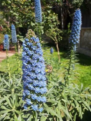 flowers from the garden