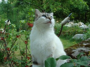 Minette