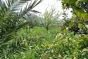 garden with fruit trees