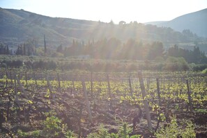 Evening sun in the valley