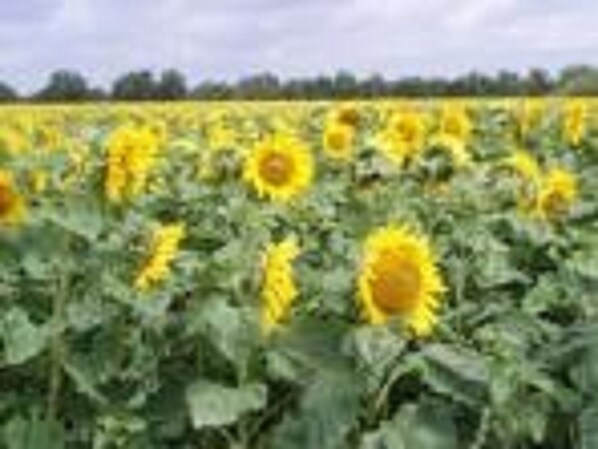 Front of drive  Sunflowers