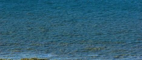 vista mare e pineta dalla collina
