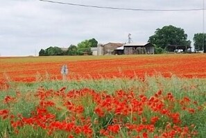 Poppy Fields in May on the road to Puymoreau
