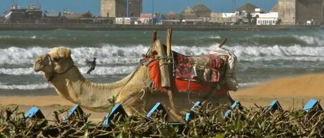 plage d'ESSAOUIRA