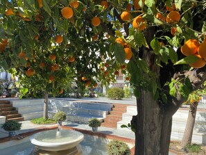 communal gardens 