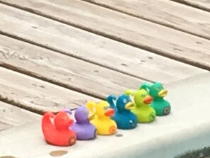Ducks in a row at the pool