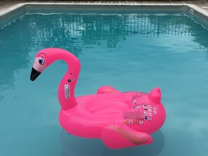 Flamingo visit