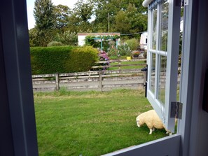 Josie our tame resin sheep