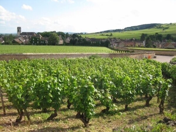 C12th village of Pommard.