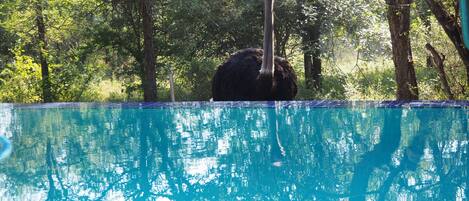 Ostrich checking out the Pool